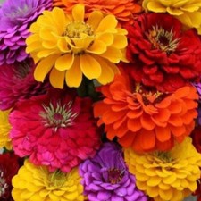 California Giant Zinnia Seeds - 1000+ Count - For 2026 Planting California Giant picture