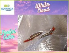 5 CUTE WHITE CLOUD MINNOW picture