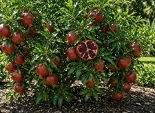 3 pack Wonderful Pomegranate 3 Pack Live Starter Plants 6 to 10 Inch picture