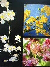 ORCHID PLANT Onc Twinkles 3 colors in 3 in pot plus bonus picture