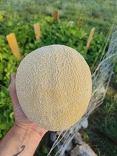 40 Texas Original Heirloom Pecos Cantaloupe Seeds - Legendary Pecos Sweet Melon picture
