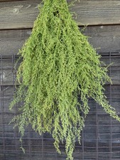 Primitive Fall Sweet Annie - Beautiful and Fragrant picture