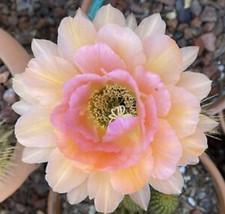 Large RARE T. CEREUS Hybrid MAGIC EYES, Echinopsis,Well Rooted picture
