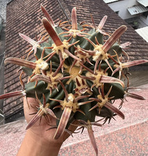 uper Wide Wild Recurved Spine Echinocactus Texensis 14cm Pending Rooting picture