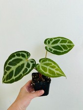 Crystal Anthurium Crystallinum, Velvety Leaf Tropical Plant (3