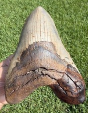6.03” XXL Megalodon Shark Tooth Real Shark Teeth Fossils Restored picture