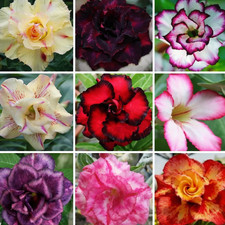 15 Adenium Obesum Mixed Color Seeds Desert Rose Bonsai Succulent Plant Rare picture