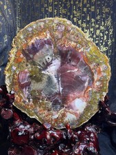 13.18LB Natural Wooden Stone Quartz Section Crystal Reiki Healing Decor picture
