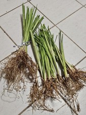 Vetiver live plant for EROSION CONTROL 25 pcs combo  picture