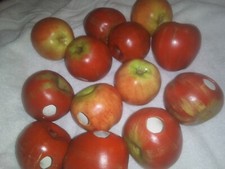 13 Faux Fake Fruit 13 Apples  Realistic Porcelain? Breakable Display  picture