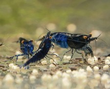 10+1 Orange Eye Blue Demon, Neocaridina Shrimp, F2 Hasler Lineage, USA Bred picture