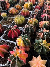 Gymnocalycium Random Lot - Rare Thailand Import | Live cactus picture