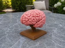 1:1 Scale Human Brain Model from MRI Scan - A+ Quality Anatomical Replica Model picture