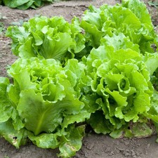 Black Seeded Simpson Lettuce Seeds | Heirloom / Non-GMO |  | 1106 picture