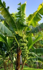 Live Banana Tree Bulb Williams Hybrid Full Size Giant Cavendish Banana Plant picture