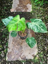 Real Picture Monstera Bulbasaur Variegated Rare Plant picture