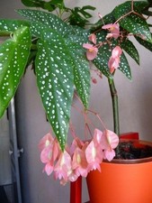 Imported Drooping Begonia For Your Home & Garden pack of 4 bulbs picture