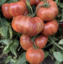 240+ Vintage Wine Striped Tomato Seeds - Beefsteak - Heirloom - HUGE 1 LB - RARE picture