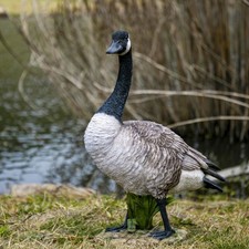 Standing Canada Goose Garden Statue Lifelike Yard Flowerbed Wildlife Decoration picture