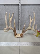 Wild 155-2