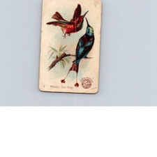 1880s-90s Arm & Hammer Beautiful Birds Mexican Star King No 9 picture