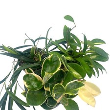 Hoya Assortment Set, 4 inch, Set of 3, Variety Random Different Growers Choice,  picture