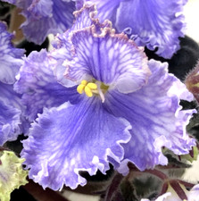 2 African Violet Leaves ~ * FEATHER (I. FREDETTE) * ~ picture