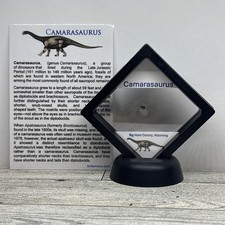 Camarasaurus Extinct Dinosaur Tooth Fragment Fossil in Display Case picture