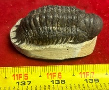 Excellent Crotalocephalus  trilobite fossil great starter collection Devonian  picture