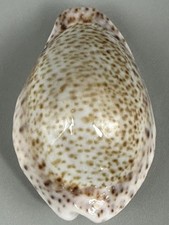Naria turdus pardalina Cypraea turdus 41.5mm GEM Gondola Form Red Sea Cowrie picture