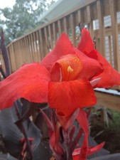 Beautiful Red Velvet Canna Lily Bulbs (2) picture