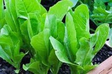 Lettuce Garden Collection, Heirloom Seeds, 6 Top Varieties picture