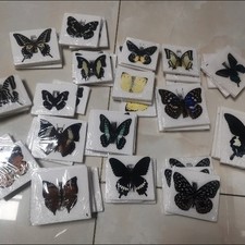 Assorted Real Butterfly Specimens 20 Unique Varieties Taxidermy Art Supplies picture