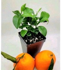 Set of 4 Satsuma Mandarin Orange trees, 3-5 inches tall picture