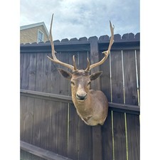Beautiful Chocolate Fallow Deer Taxidermy Mount Cabin Decor Shoulder Mount picture