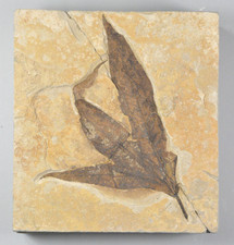 Sycamore, Macgintea wyomingensis, Leaf Fossil, Bonanza, Utah picture