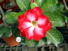2 Rare Fragrant Desert Rose Plants,  Rare Double, Grown from seed 4-8