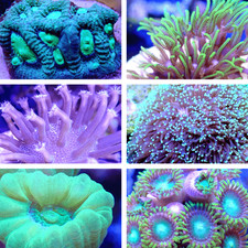 Coral Frag Value Pack Multiple Sizes To Choose From, Click To See Them All picture