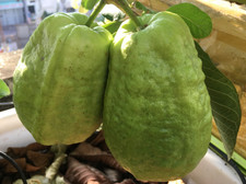 King Kong Guava Plant - 3-5