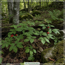 Premium American Ginseng Seeds - Stratified Woodland Botanical - Harvested 2025 picture