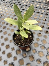 Giant Milkweed , Calotropis procera ,4-inch Pot picture
