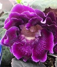 Very Rare Perennial gloxinia live Starter plant. Magenta With Specks picture