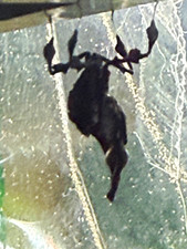 Real ghost mantis Insect Specimen - live picture