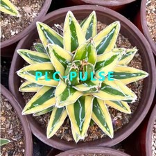 Succulent plants Agave victoriae-reginae ‘Kizan’ Garden beautiful Plants 8-10cm picture