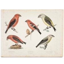 Antique Swedish Bird Print, 1856 | Åkerlund Hand-Colored Crossbill Lithograph picture