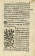 Antique Print-Botany-Juniper-Mattioli-p. 93-Anonymous-1572 picture