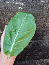 Fresh Giant Milkweed Leaves Calotropis gigantea Monarch Caterpillar food picture