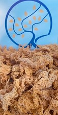 16oz 100% Raw St.Lucia Golden Sea Moss-Wildcrafted picture