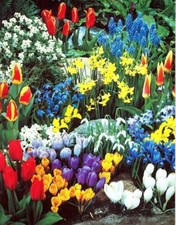 Spring Flower Garde Kit Fall Bulbs for Planting (50 Bulbs) picture