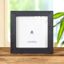 Blue-violet Chafer Beetle in Box Frame (Hoplia coerulea) picture